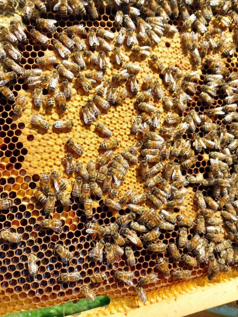 Reine de la colonie d’abeilles dans la ruche